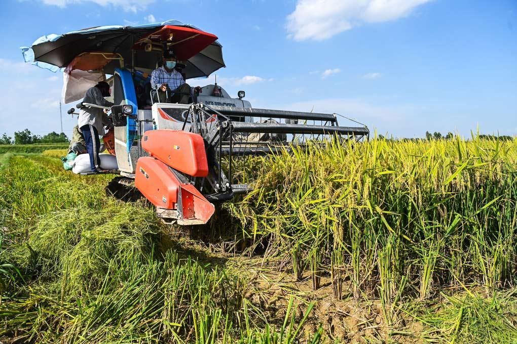 Giá gạo xuất khẩu tiếp tục giảm