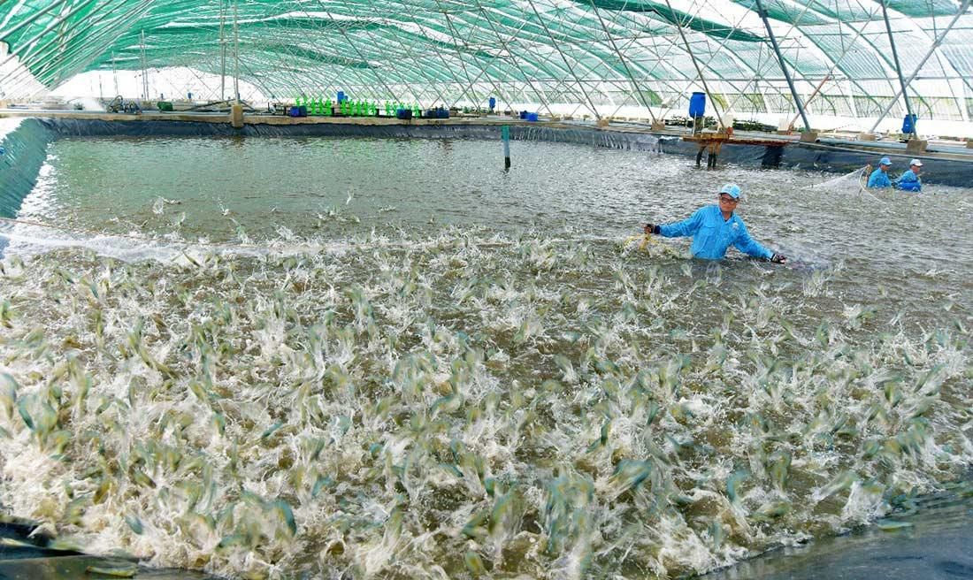 Xuất khẩu tôm tăng đột biến